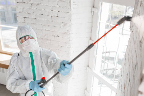 Professional Mold Removal in Piedmont, AL