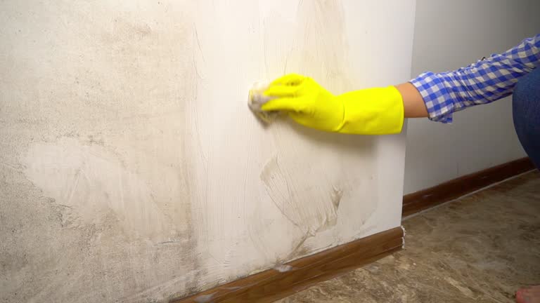 Best Water Damage & Mold Remediation  in Piedmont, AL
