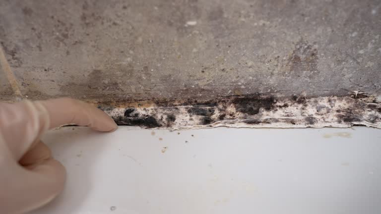 Best Mold Prevention Services  in Piedmont, AL